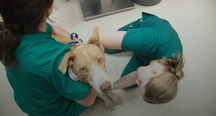 Veterinarios yucatecos hacen pruebas a animales con supuestos síntomas de Covid-19