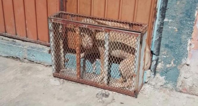 Puebla: Causa indignación diminuta jaula donde encerraron a un perrito