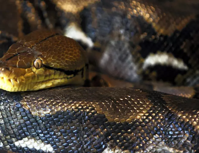 (VIDEO) Una pitón logra 'escupir' una cabra de 40 Kilos