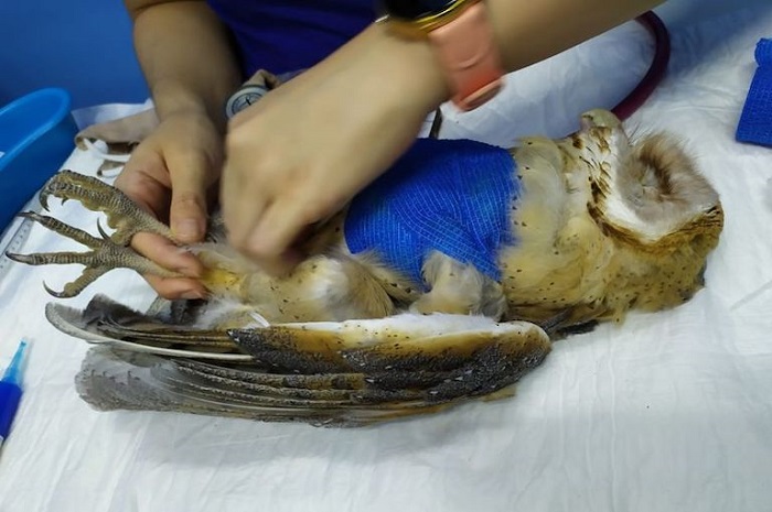 Timucuy: Apedrean a lechuza, ahora necesita cirugía y prótesis de pico