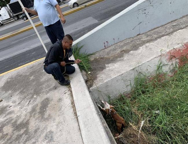 Rescatan a perrito que pasó tres días en un canal pluvial