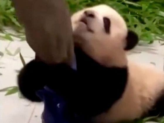 VIDEO: Bebé panda se aferra a su cuidador y no lo deja caminar