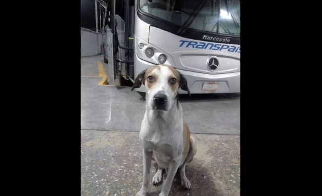 Conmueve muerte de “Firulais”, perrito trabajador de terminal de buses