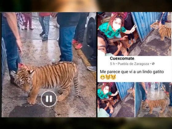 Puebla: Sujeto saca a pasear a su tigre con correa y lo presume