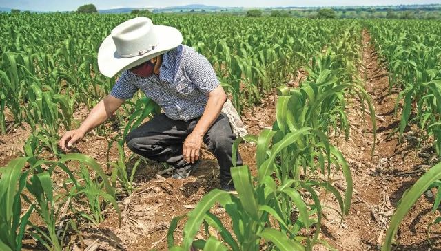 FIRA: Extinción de Financiera Nacional de Desarrollo afecta al campo