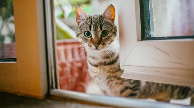 Gatito se va de pinta tres días y regresa "endeudado" a casa