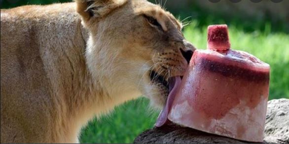 Mérida: Con paletas de hielo mitigan el calor de los animales en Zoológico