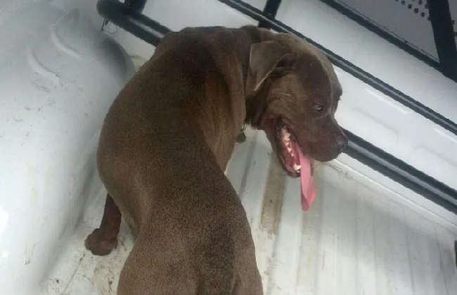 Se encuentra estable niño que fue atacado por un pitbull en Hermosillo