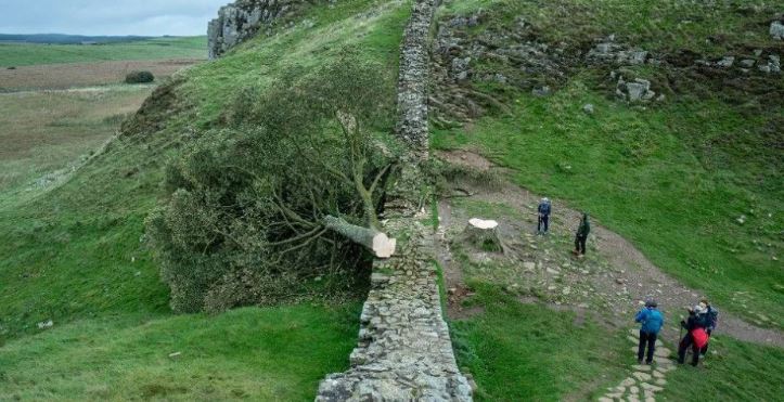 Un vándalo tala el icónico 'árbol de Robin Hood' y causa indignación en Reino Unido