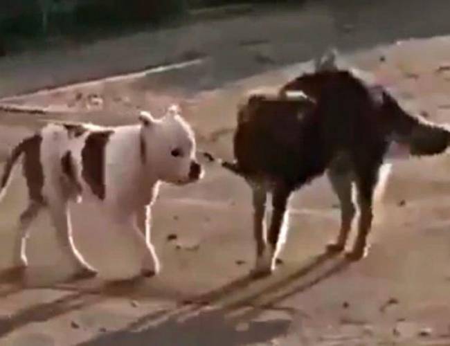 (VIDEO) Perrito callejero libera a otro para irse a pasear juntos