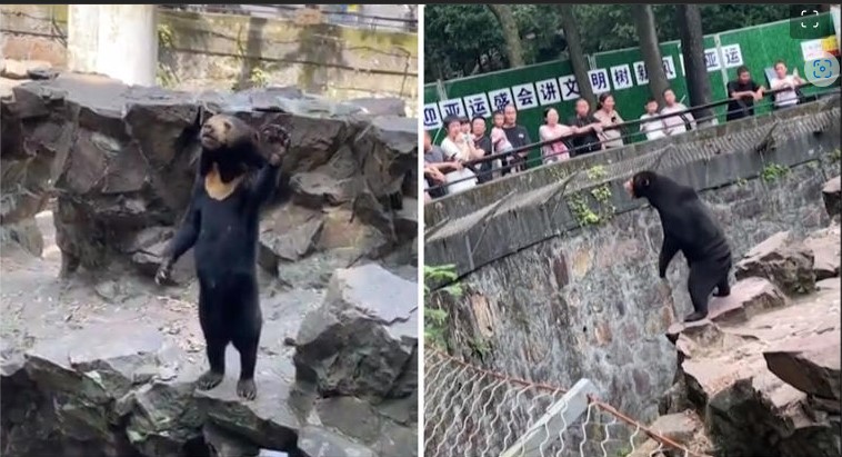 (VÍDEO) China: Captan a "oso" de zoológico poniéndose de pie ; acusan que es una persona disfrazada