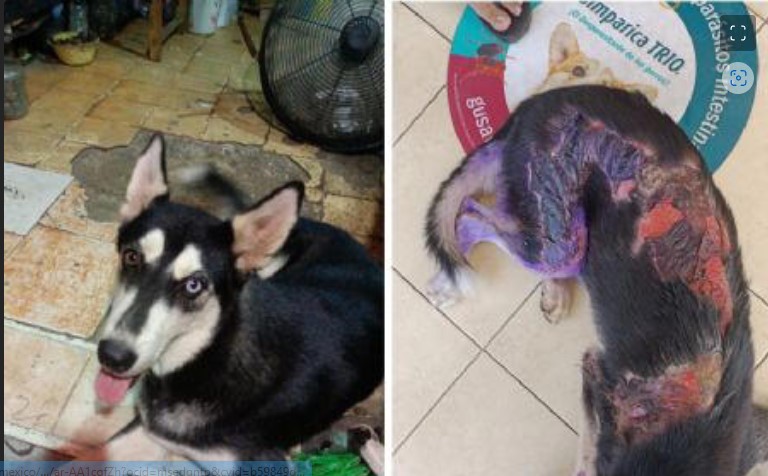 Queman con aceite hirviendo a “Lobo”, un perro Husky de 10 meses, en Guerrero