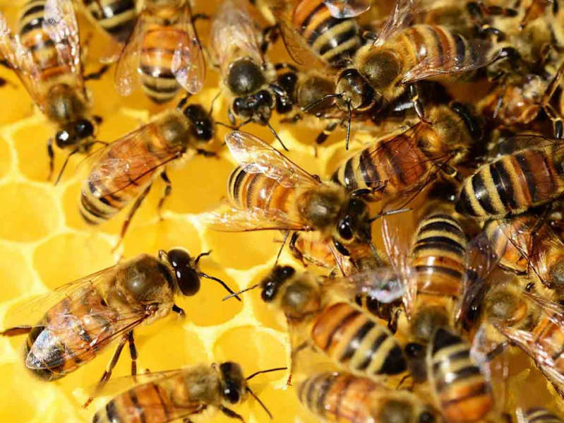 Hombre muere tras ser atacado por abejas en Texas