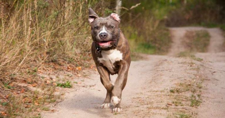 Pitbull mata a niño de tres años en Querétaro