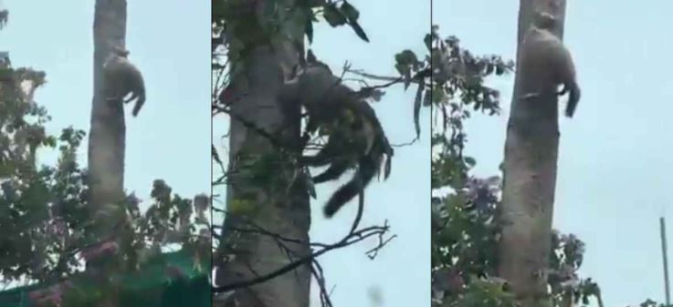 Video: gato queda congelado por bajas temperaturas en Nuevo León