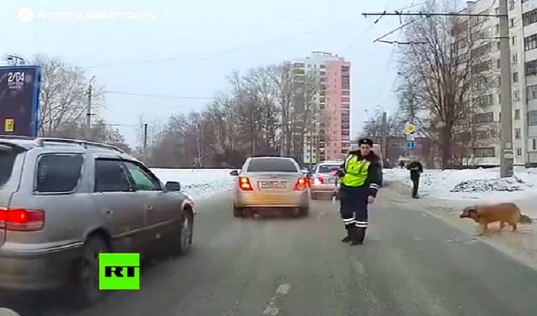 VIDEO: La policía detiene el tránsito para que un perro cruce la carretera en Siberia