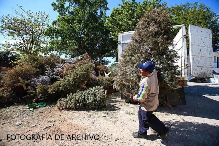 Habrá 7 centros de acopio para que tires tu arbolitonavideño