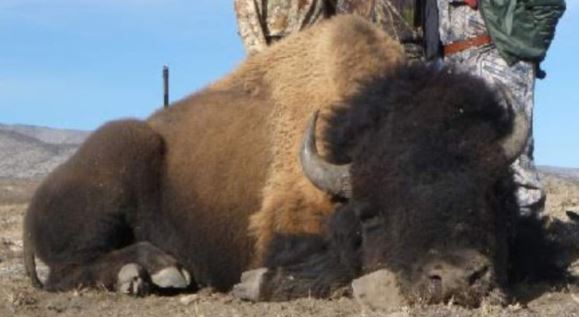 Dan a rancho de Coahuila 5 días para entregar permisos de caza de bisonte