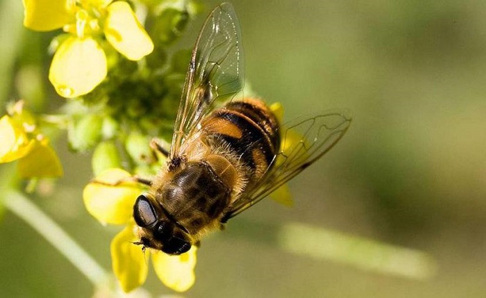 Hoy es el Día Mundial de las Abejas: Un llamado a conservarlas