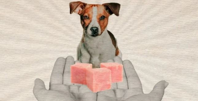 Jamón y otros alimentos que no debes darle a tu perrito