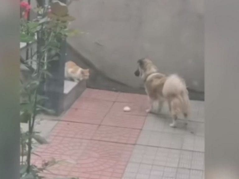 Perrito conmueve en redes al compartir su comida con gato callejero