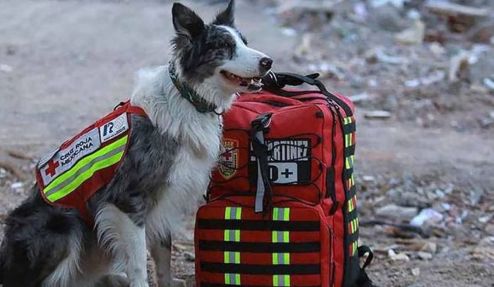 Turquía: Balam, perro mexicano rescatista, halla a una persona entre los escombros