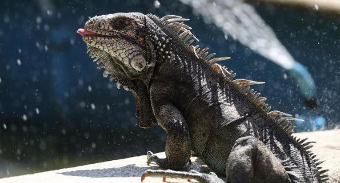 Hidalgo: Hallan a iguana de un metro de largo en el techo de una vivienda