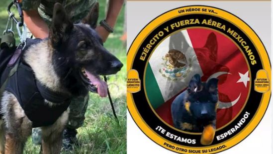 Perrito turco seguirá los pasos de Proteo y se unirá rescatistas de Sedena