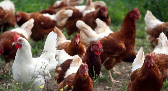 Sacrifican 190 mil gallinas y pollos en Holanda por gripe aviaria
