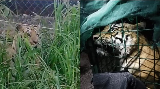 Capturan a tigre de bengala merodeando por calles de Jalisco