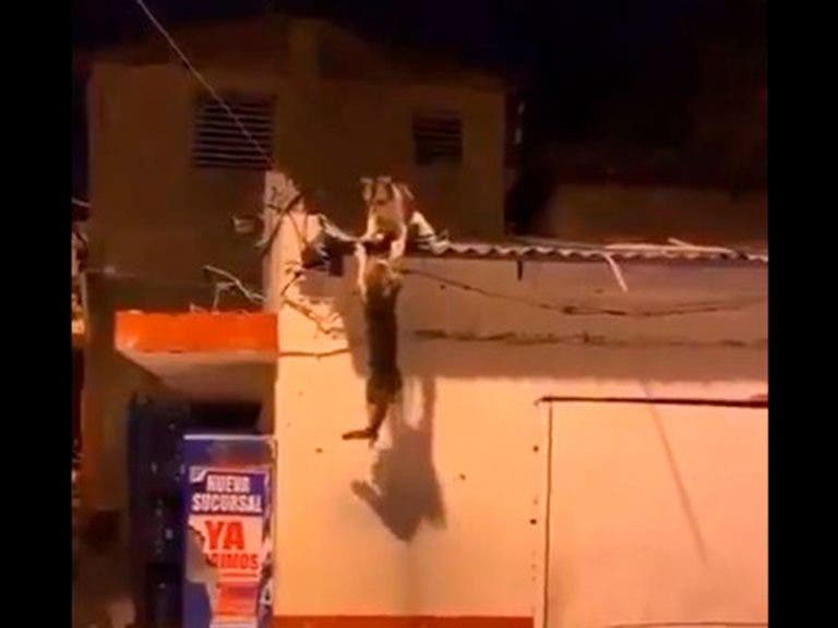 VIDEO: Captan pelea de gatos al estilo de El Rey León