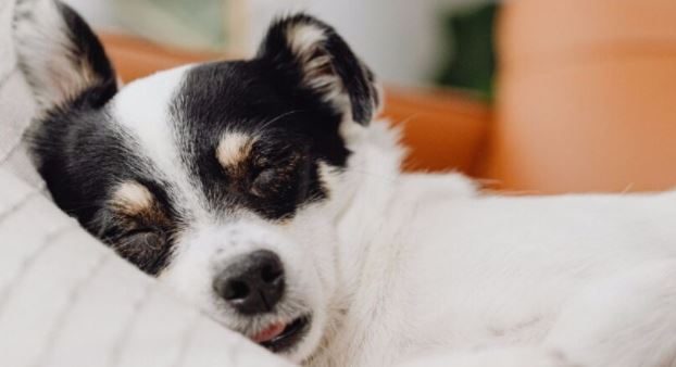Estudio explica los riesgos de dormir con mascotas