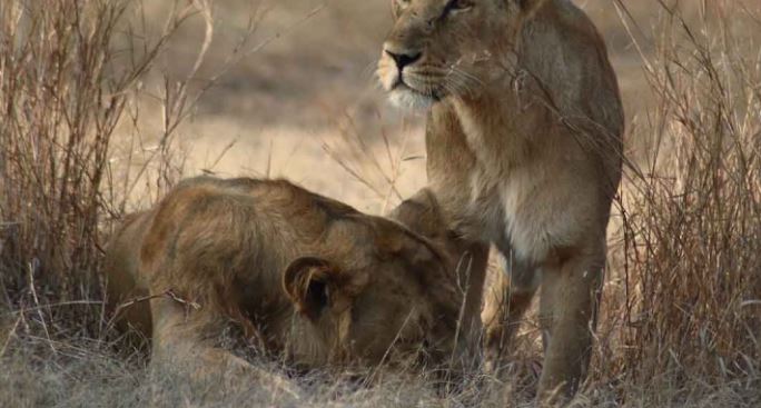 Covid mata a leona de zoológico de la India; varios animales contagiados