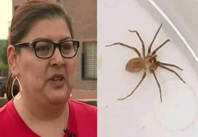 Pensó le había entrado agua al oído y en realidad era una araña violinista