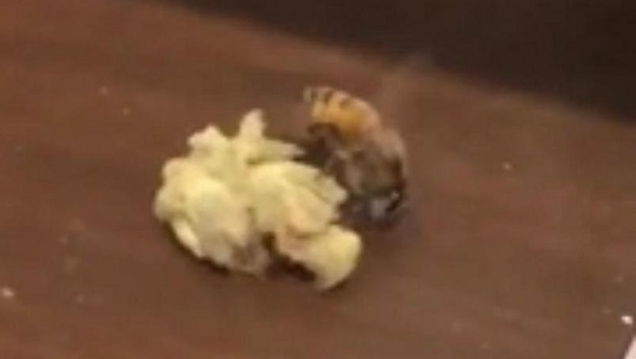 Abeja prueba un poco de mariguana y enloquece