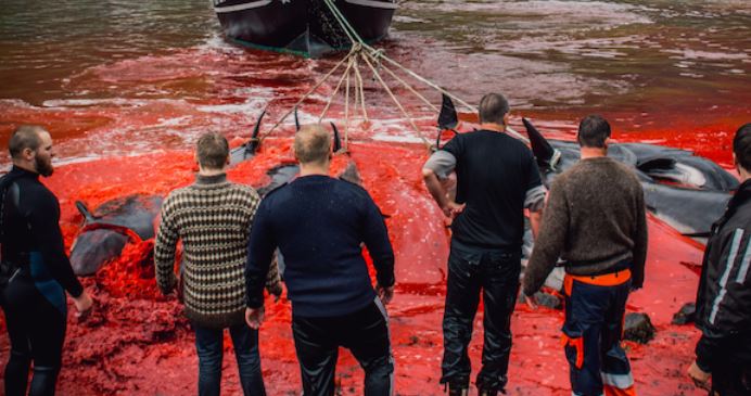 Matan a 175 ballenas en Dinamarca para continuar con la tradición del ‘Grindrap’