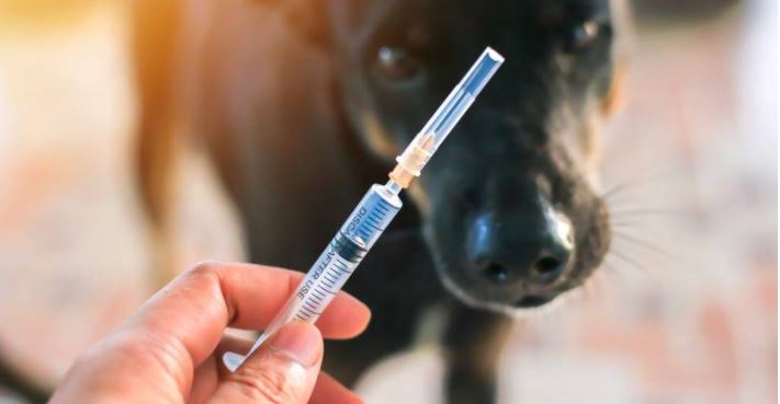 Veterinaria chilena inoculó a personas contra COVID con vacuna para perros