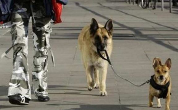 Alemania: Obligatorio pasear a los perros dos veces al día