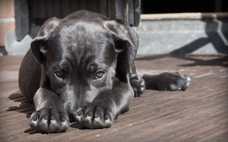 Matan al menos 15 perros en comunidad de Ecatepec