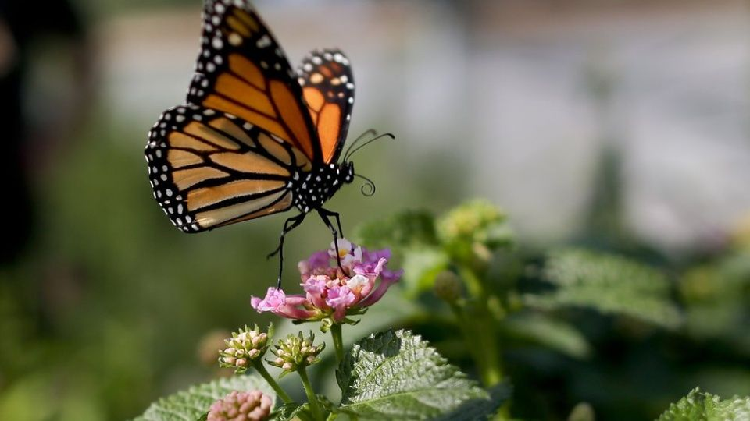 Por segundo año, el conteo de mariposas monarcas bajó considerablemente