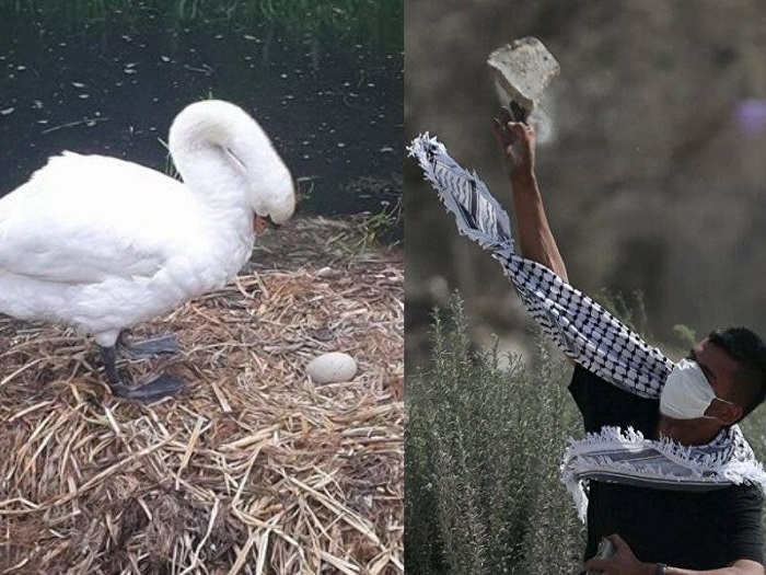 Mamá cisne muere de tristeza luego que jóvenes destruyeron sus huevos