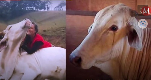 Mujer salva a toro que lloraba porque iba a ser sacrificado; ahora es su mejor mejor amigo