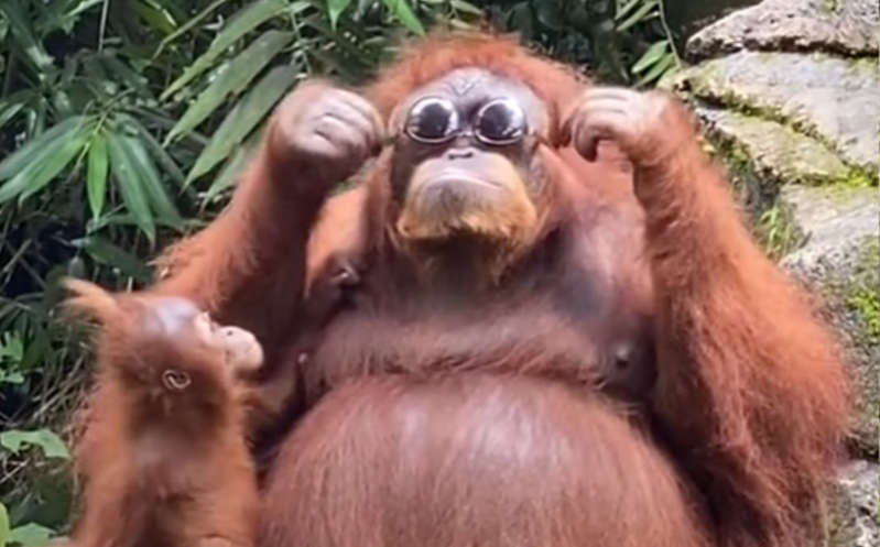 Orangután se hace viral por su reacción al encontrarse unos lentes de sol