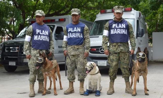 Cruz Roja explica por qué los perritos rescatistas no deben usar botitas