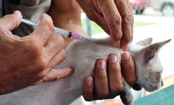 SSY aplicará más de 331,000 dosis antirrábicas en perros y gatos