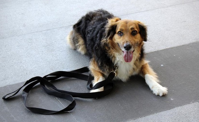 EE.UU.: Travesura de un can cuesta miles de dólares a funcionarios