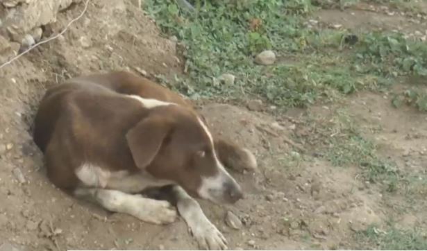 La historia del perro que sigue buscando a su amigo minero fallecido en Coahuila