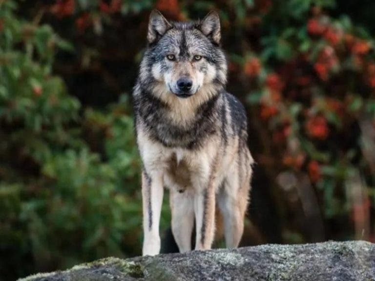 Trump elimina al lobo de lista de especies protegidas