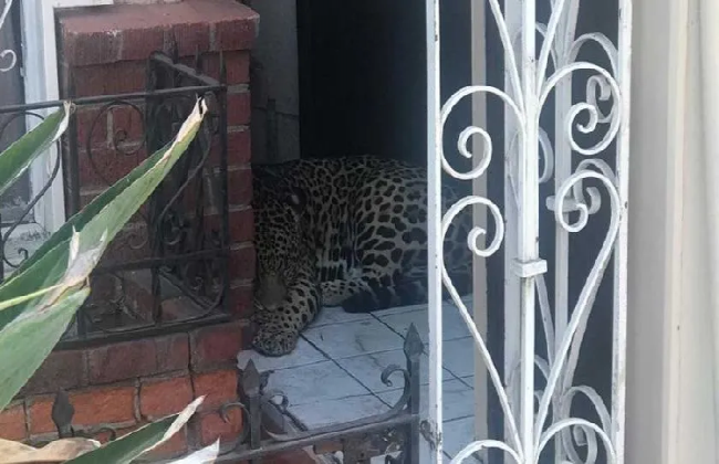 Sorprende leopardo en zona residencial de Tijuana