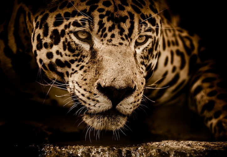Mujer perderá un brazo por tomarse una selfie con un jaguar